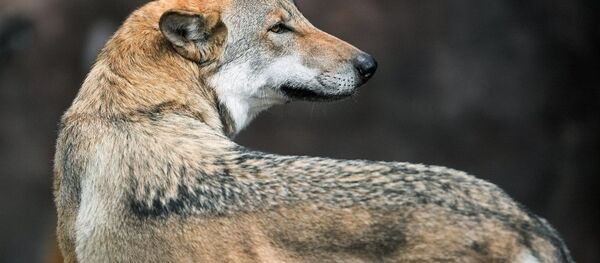 哈爾濱極地館從塞爾維亞引進五隻野生北極狼 - 俄羅斯衛星通訊社