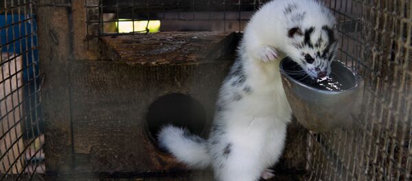 中國公民企圖將600余張水貂皮運出莫斯科 中國公民企圖將600余張水貂皮運出莫斯科 - 俄羅斯衛星通訊社