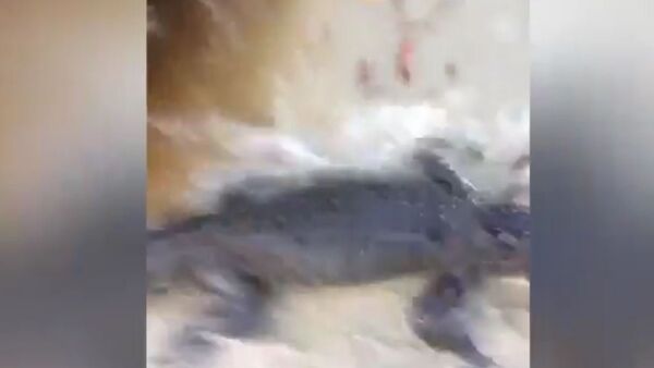 澳大利亚一条鳄鱼袭击女游客，袭击过程被拍下（视频） - 俄罗斯卫星通讯社