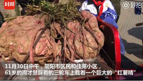 四川简阳老农种出268斤巨型红薯 - 俄罗斯卫星通讯社