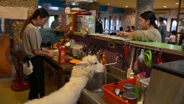台湾羊驼咖啡馆 - 俄罗斯卫星通讯社
