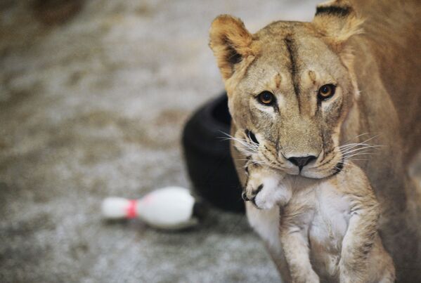 非洲一只名叫“艾玛”的母狮子和她于9月30日生下的三只小狮子在叶卡捷琳堡动物园里 - 俄罗斯卫星通讯社