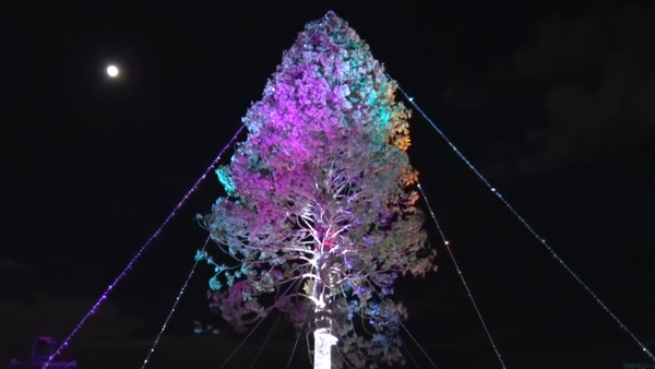 日本点燃世界上最高的云杉树 - 俄罗斯卫星通讯社