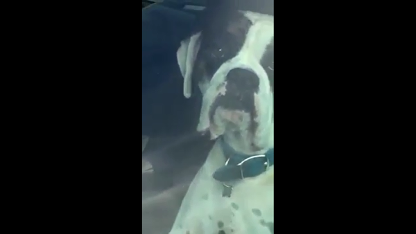 一隻被鎖在車里的狗無聊地狂按喇（視頻） - 俄羅斯衛星通訊社