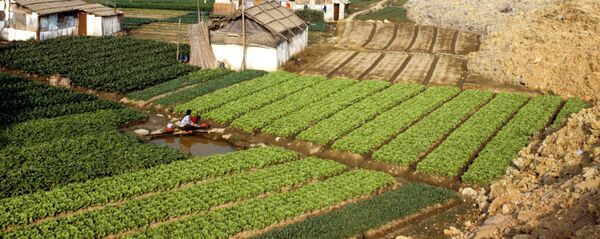 中国农村 - 俄罗斯卫星通讯社