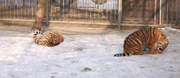 俄阿尔泰两只小老虎成网红 - 俄罗斯卫星通讯社