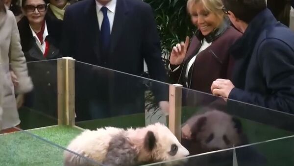 法国第一夫人宣布了出生在法国的熊猫的名字（视频） - 俄罗斯卫星通讯社