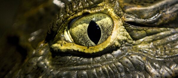 考古學家們在愛沙尼亞發現世界最古老的眼睛 考古學家們在愛沙尼亞發現世界最古老的眼睛 - 俄羅斯衛星通訊社