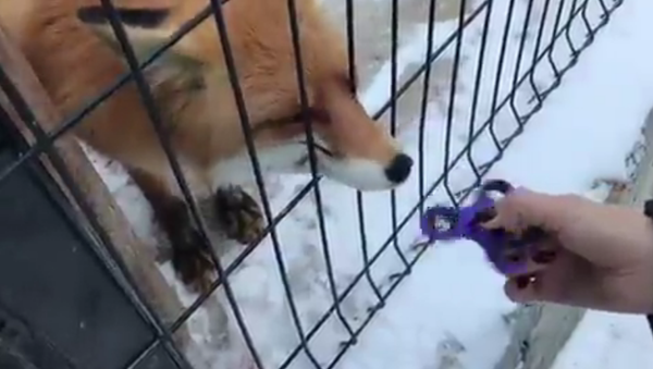 来自俄罗斯动物园的狐狸学会了玩指尖陀螺（视频） - 俄罗斯卫星通讯社