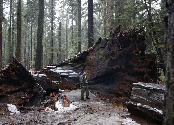 美國加州著名的千年紅彬“先鋒小屋樹”（Pioneer Cabin Tree）被颶風擊倒。 - 俄羅斯衛星通訊社