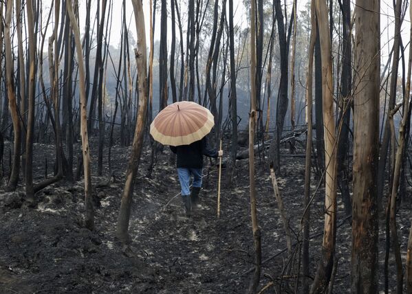 西班牙大火過後燒焦的樹林 - 俄羅斯衛星通訊社