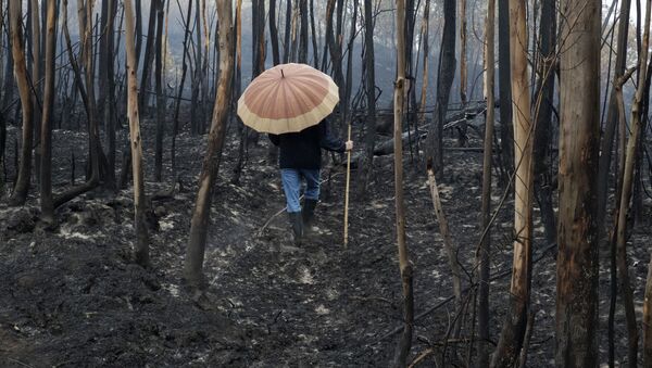 Выжженный лес после пожаров в Испании - 俄羅斯衛星通訊社