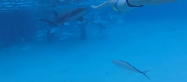 一名美国人拍下鲨鱼攻击自己妻子的视频（视频） - 俄罗斯卫星通讯社