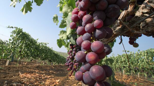 克里米亚葡萄园 - 俄罗斯卫星通讯社