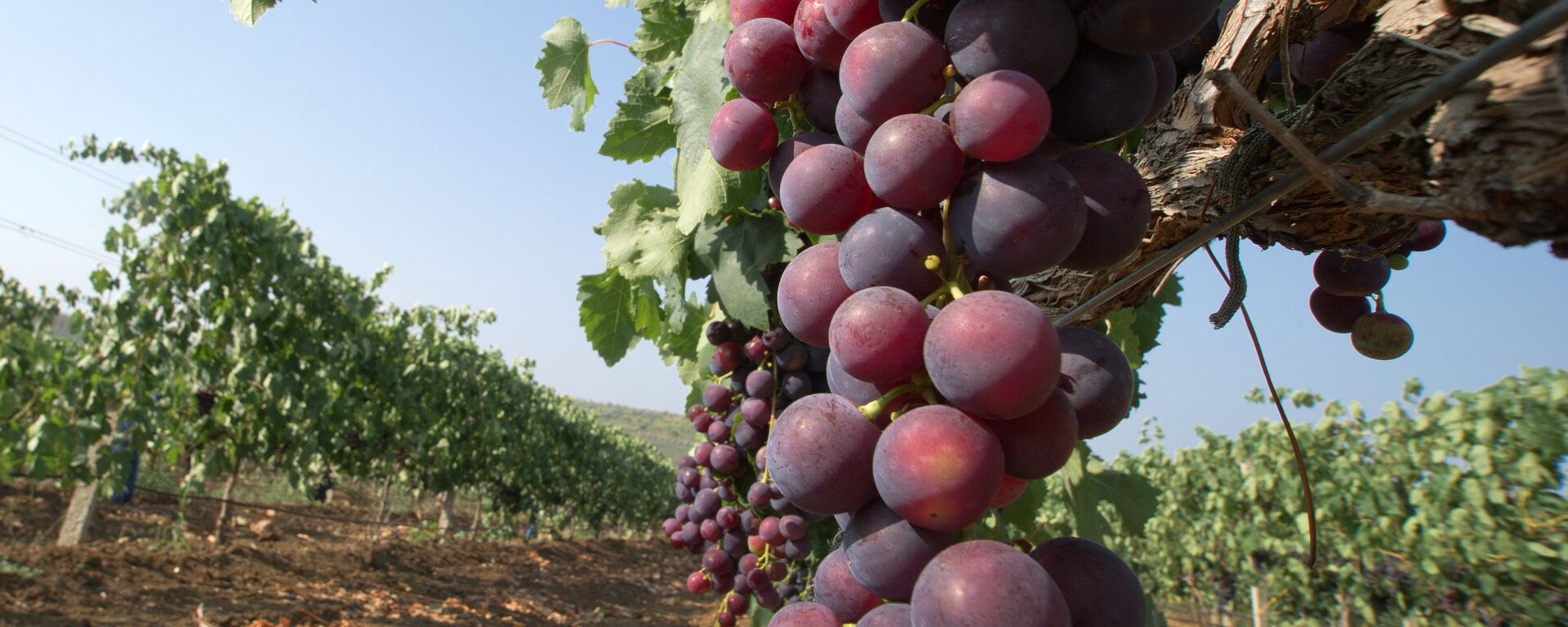 克里米亚葡萄园 - 俄罗斯卫星通讯社, 1920, 26.10.2020