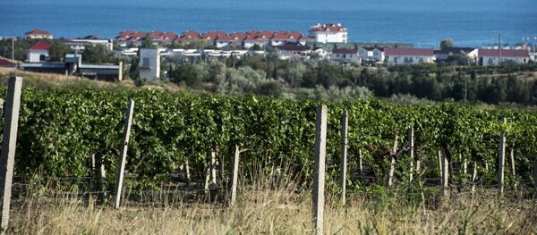 Виноградники в поселке Коктебель в Крыму - 俄罗斯卫星通讯社