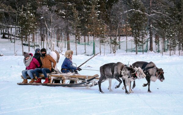 中国游客在萨米民族村牵着驯鹿走过 - 俄罗斯卫星通讯社