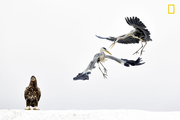 攝影師Bence Mate作品，獲得野生動物組三等獎 - 俄羅斯衛星通訊社