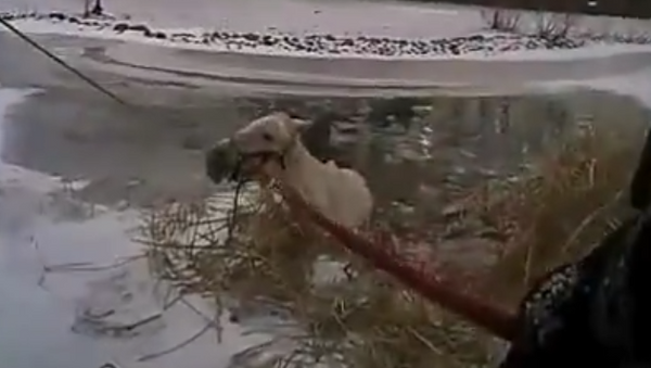 贴身摄像头记录下一名美国警察是如何掉入冰水中的 - 俄罗斯卫星通讯社