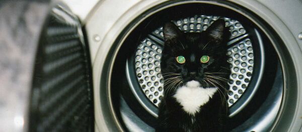 кот в стиральной машине  - 俄羅斯衛星通訊社