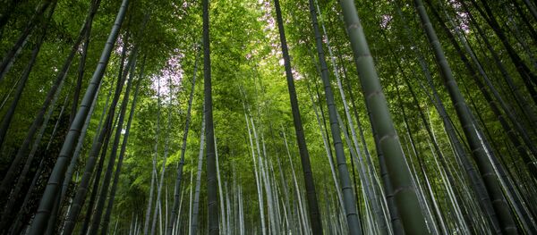 中国在环保领域走在世界前列 中国在环保领域走在世界前列 - 俄罗斯卫星通讯社