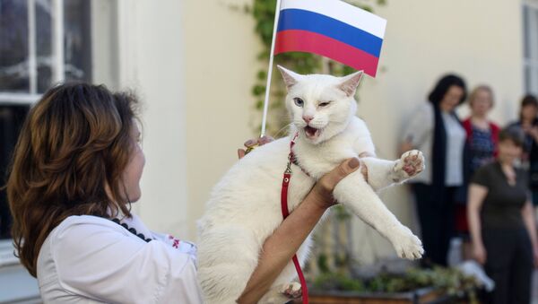 冬宮預測聯合會杯比賽結果的預言貓“阿喀琉斯” - 俄羅斯衛星通訊社