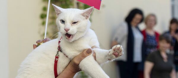 冬宮預測聯合會杯比賽結果的預言貓“阿喀琉斯” - 俄羅斯衛星通訊社