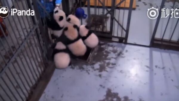 做熊猫饲养员是一项艰巨的任务 - 俄罗斯卫星通讯社