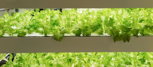 绿叶蔬菜 绿叶蔬菜 - 俄罗斯卫星通讯社