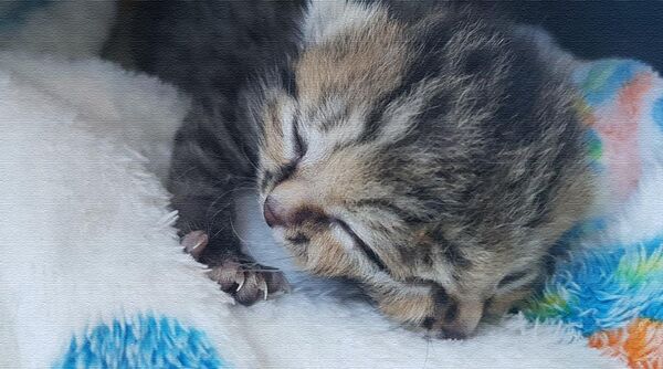 南非诞生一只双脸小猫 - 俄罗斯卫星通讯社