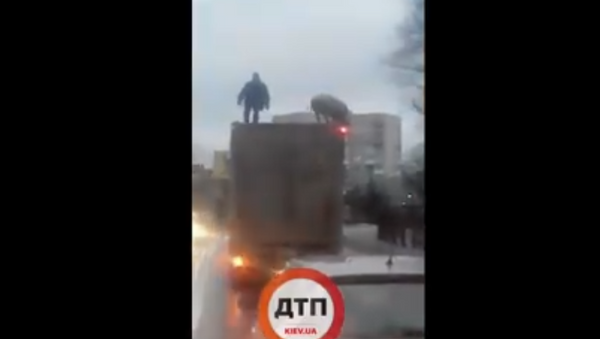 有人在基辅近郊拍下一名男子和猪在车顶上战斗的视频 - 俄罗斯卫星通讯社