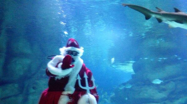 聖誕老人與鯊魚在水族館 聖誕老人與鯊魚在水族館 - 俄羅斯衛星通訊社