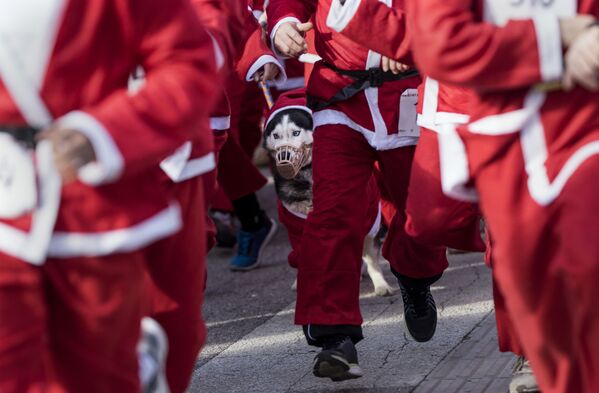 斯科普里打扮成聖誕老人的狗在參加傳統的新年比賽。 - 俄羅斯衛星通訊社