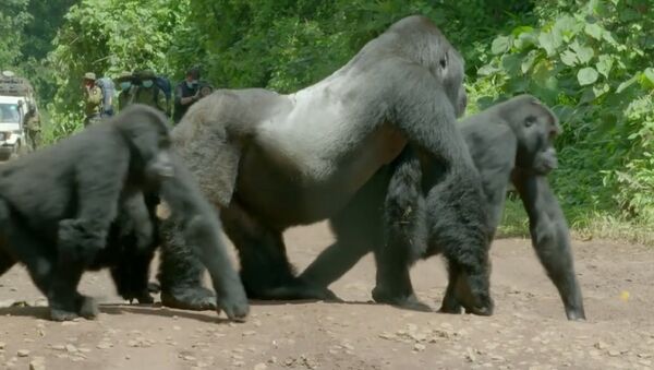 大猩猩爸爸带全家过马路(视频) - 俄罗斯卫星通讯社