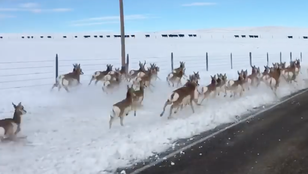 高速公路上的一群羚羊 - 俄羅斯衛星通訊社