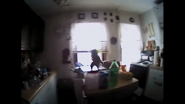 美國一隻溜入室內的“不速之客 – 松鼠”撲向警官 - 俄羅斯衛星通訊社
