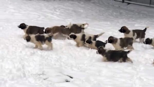 俄國防部通過拍攝軍犬幼犬視頻祝俄羅斯人民新年快樂 - 俄羅斯衛星通訊社
