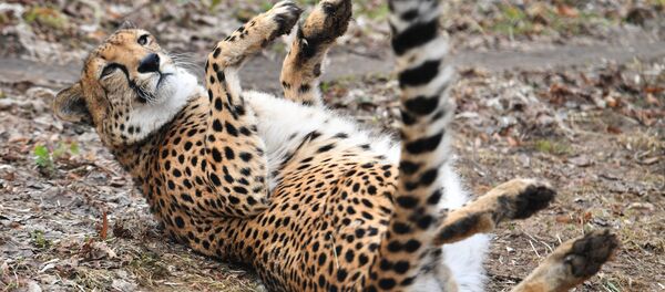 гепард - 俄羅斯衛星通訊社