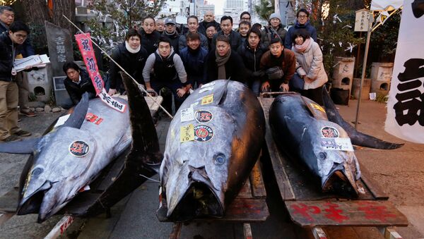 日本一條重達405公斤的藍鰭金槍魚 - 俄羅斯衛星通訊社