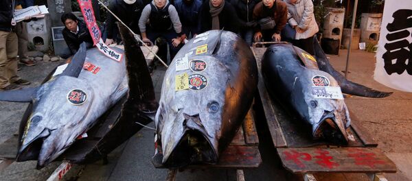 日本一条重达405公斤的蓝鳍金枪鱼 - 俄罗斯卫星通讯社