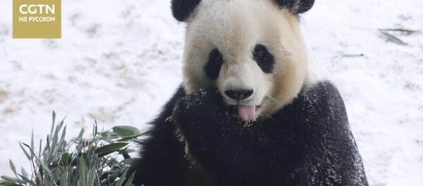 像孩子一樣:被第一場雪樂壞的熊貓萌翻網友 像孩子一樣:被第一場雪樂壞的熊貓萌翻網友 - 俄羅斯衛星通訊社