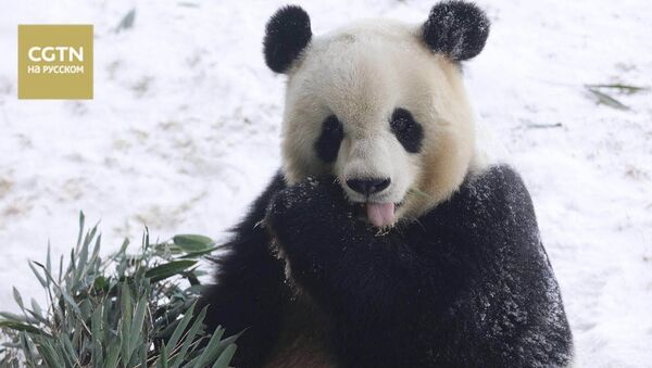 像孩子一样：被第一场雪乐坏的熊猫萌翻网友 - 俄罗斯卫星通讯社
