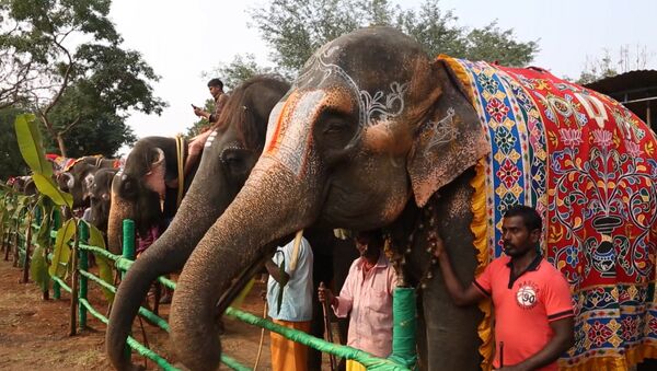 印度为大象开设一家SPA水疗馆 - 俄罗斯卫星通讯社