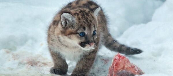 小美州獅 小美州獅 - 俄羅斯衛星通訊社