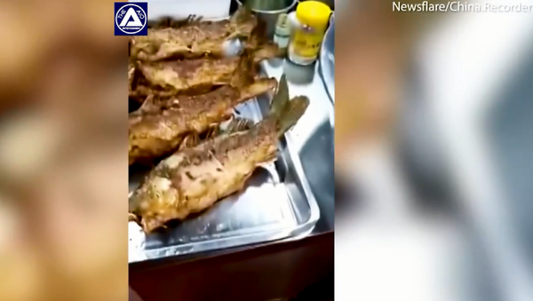 關於一條炸過的“僵屍魚”視頻在網上引發爭議 - 俄羅斯衛星通訊社
