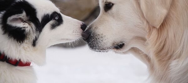 科学家驳斥了狗智慧非凡的神话 - 俄罗斯卫星通讯社