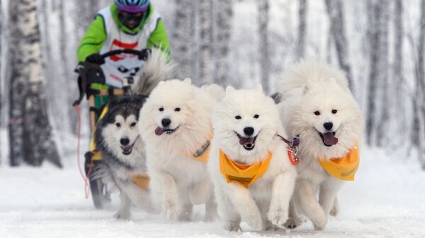 Участник заезда на собачьих упряжках в соревнованиях по ездовому спорту в Новосибирске - 俄羅斯衛星通訊社