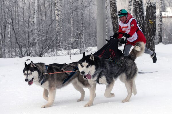 新西伯利亞舉行狗拉雪橇比賽 - 俄羅斯衛星通訊社