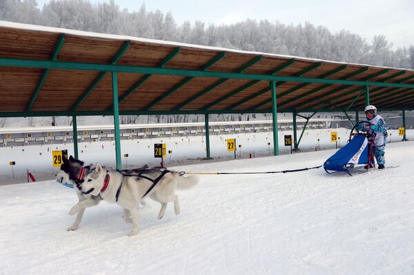 新西伯利亚举行狗拉雪橇比赛 - 俄罗斯卫星通讯社