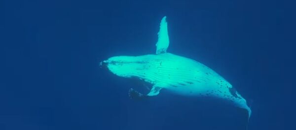 Горбатый кит спас женщину от акулы - 俄罗斯卫星通讯社